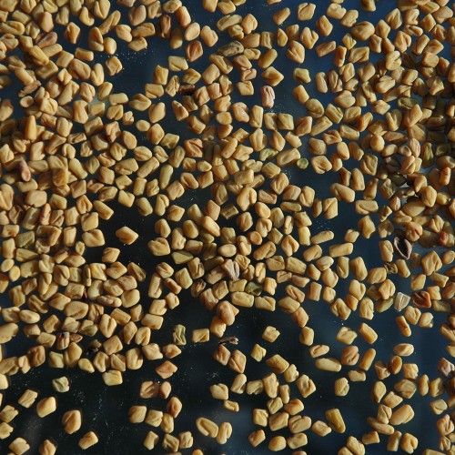 Fenugrec graine (100g)