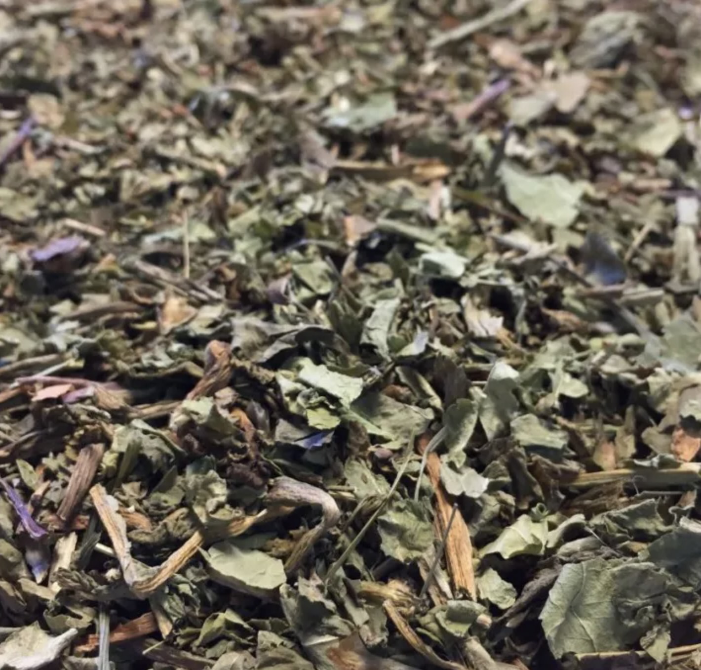 PIssenlit feuille (100g)