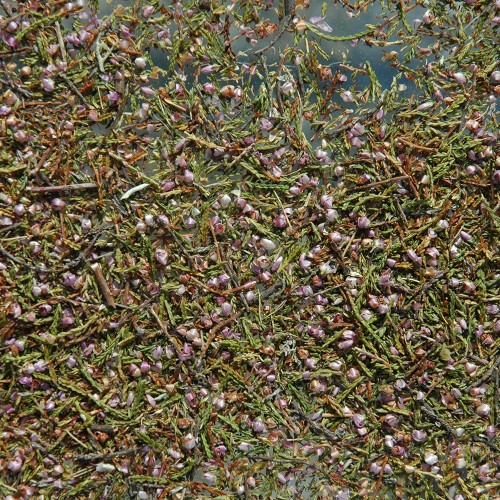 Bruyère (100g)