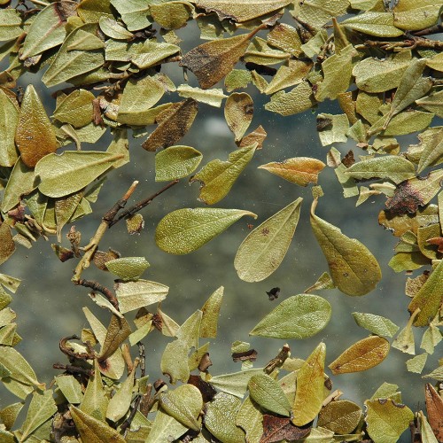 Busserole feuille (100g)
